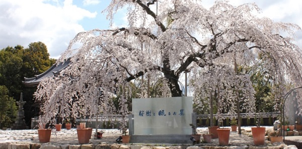 豊田市・お墓じまい・樹木葬・永代供養